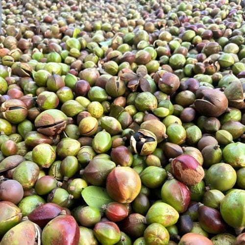 山茶籽油